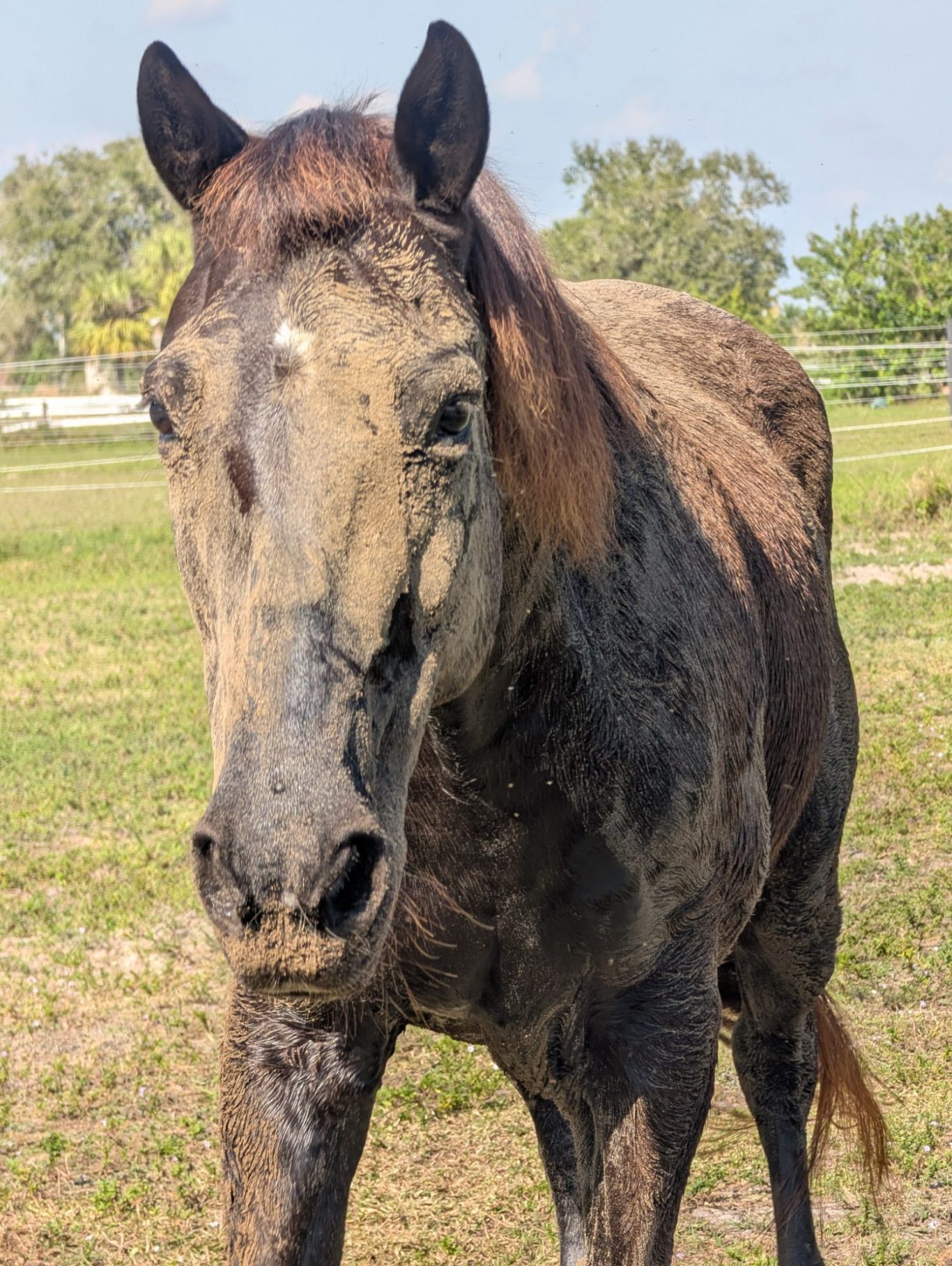 Horse Covered in Dirt Horse Covered in Dirt