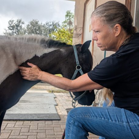 Mini Horse Massage Mini Horse Massage