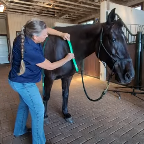 Horse Massage Fascia Horse Massage Fascia