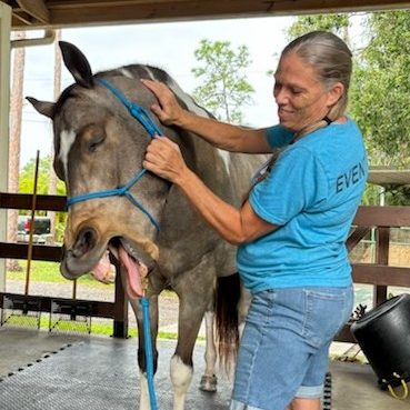 Horse Massage Yawning Horse Massage Yawning