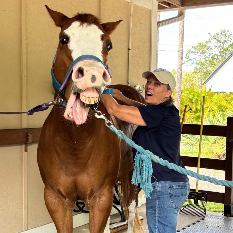 Ginny Horse Massage Horse Massage Yawning